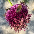 IMG 3919